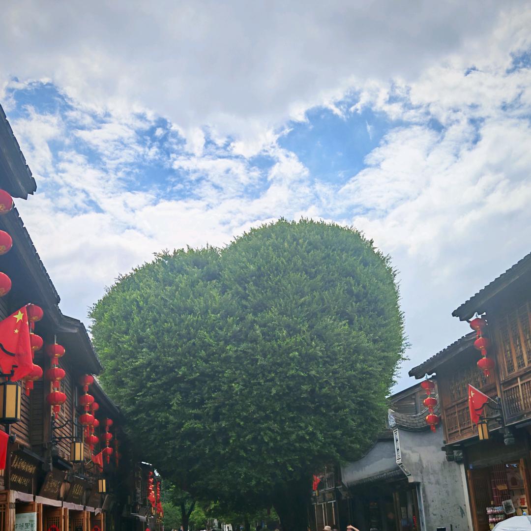木子杨