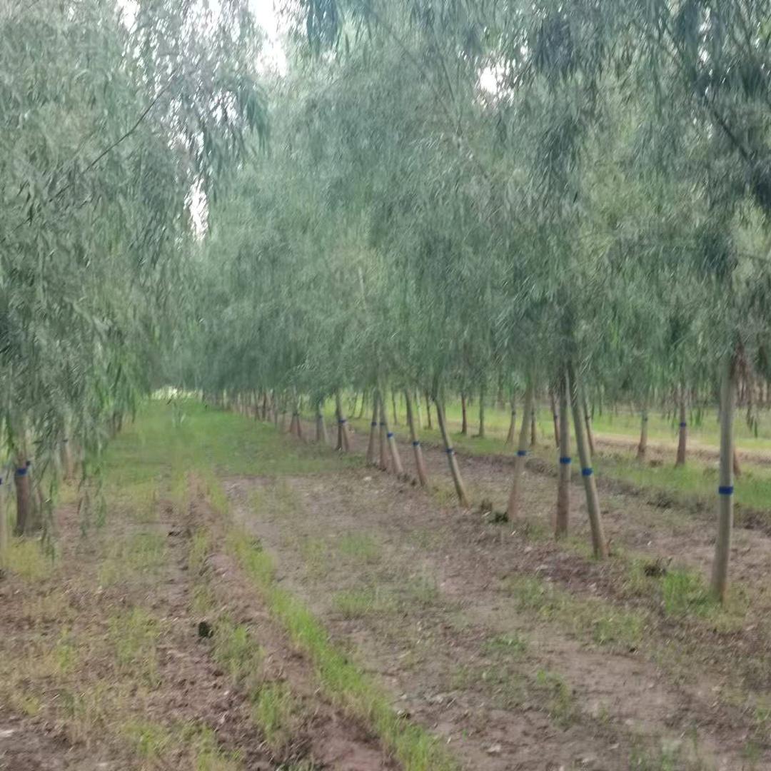 七级金蝉养殖基地