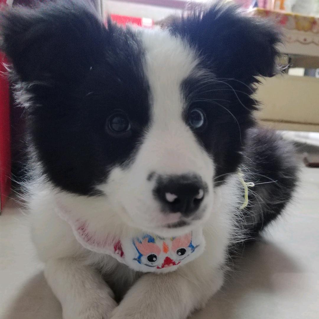 十一是个小公主