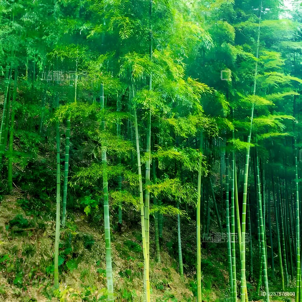 旭日朝阳