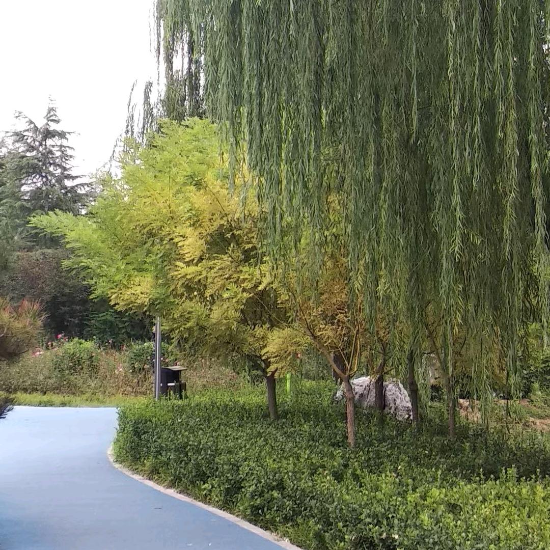 修远志