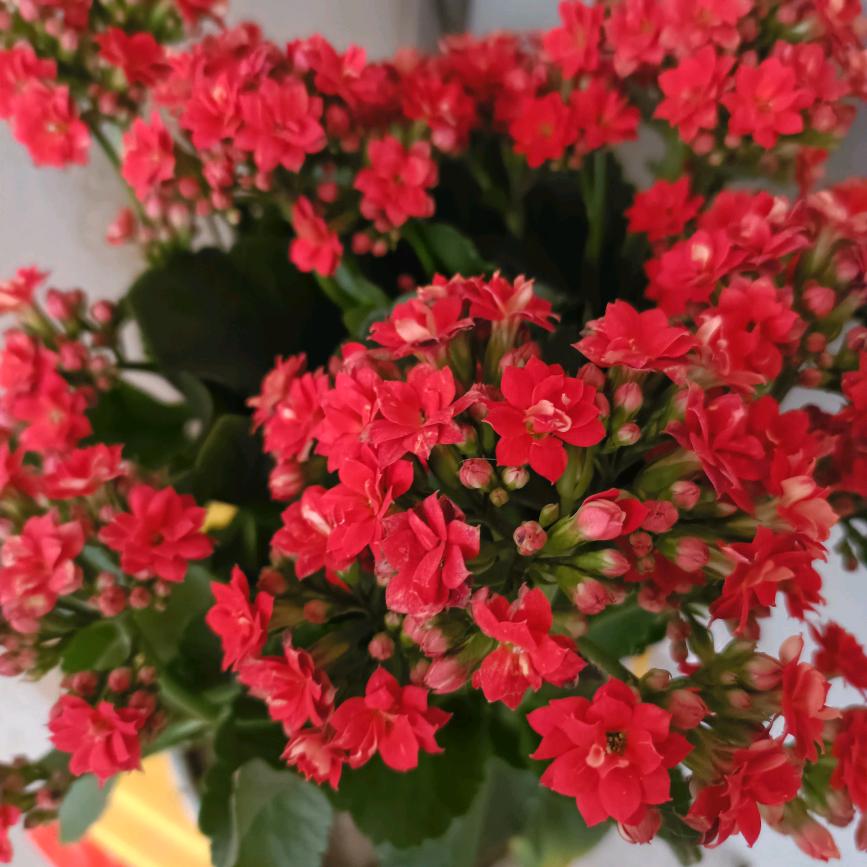 幸福快乐521