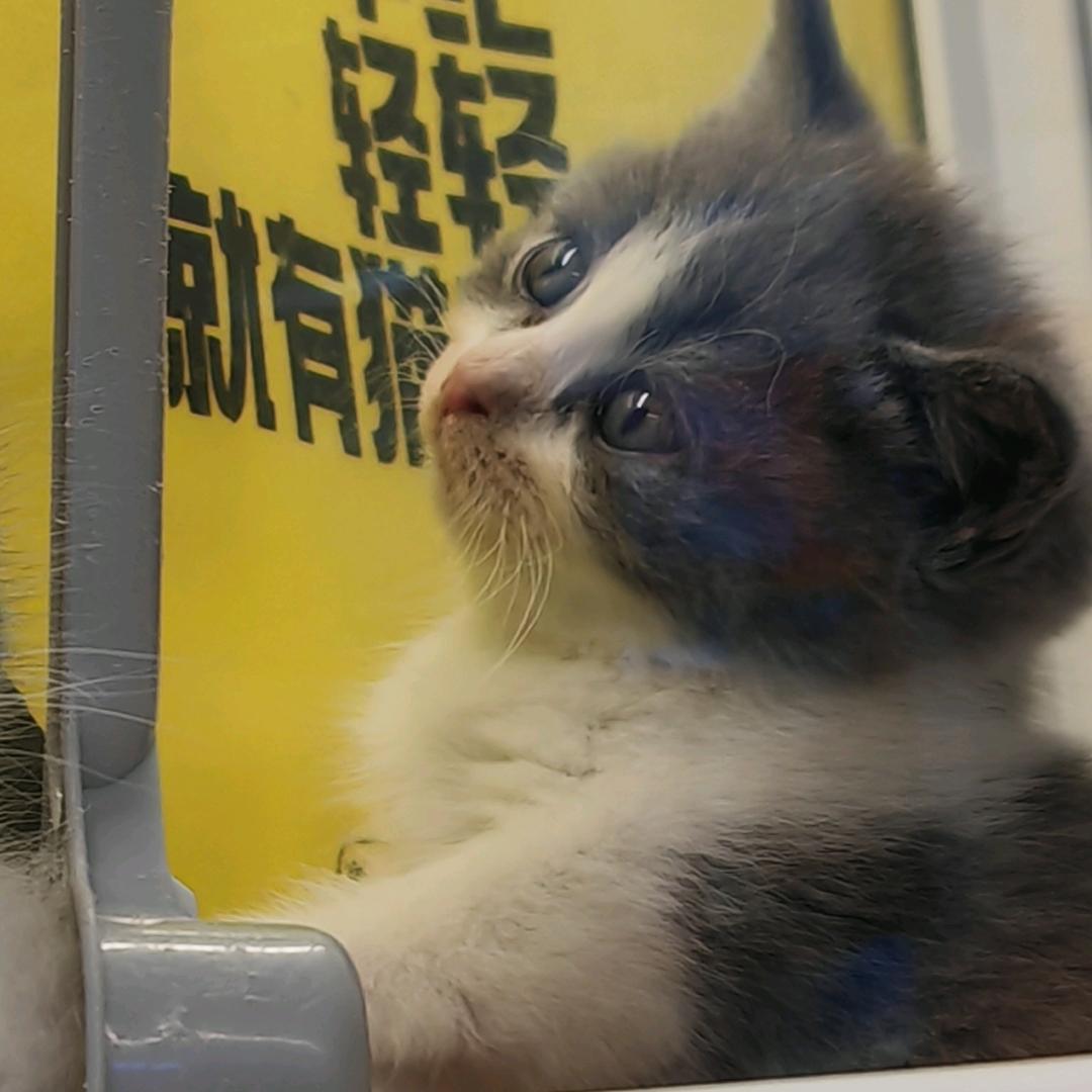 鱿鱼肥蛋