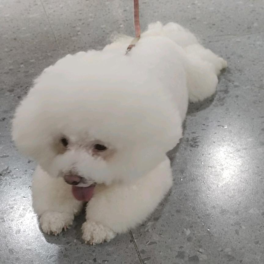 狼道🐺