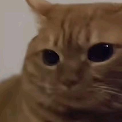 桃子熟了好多遍