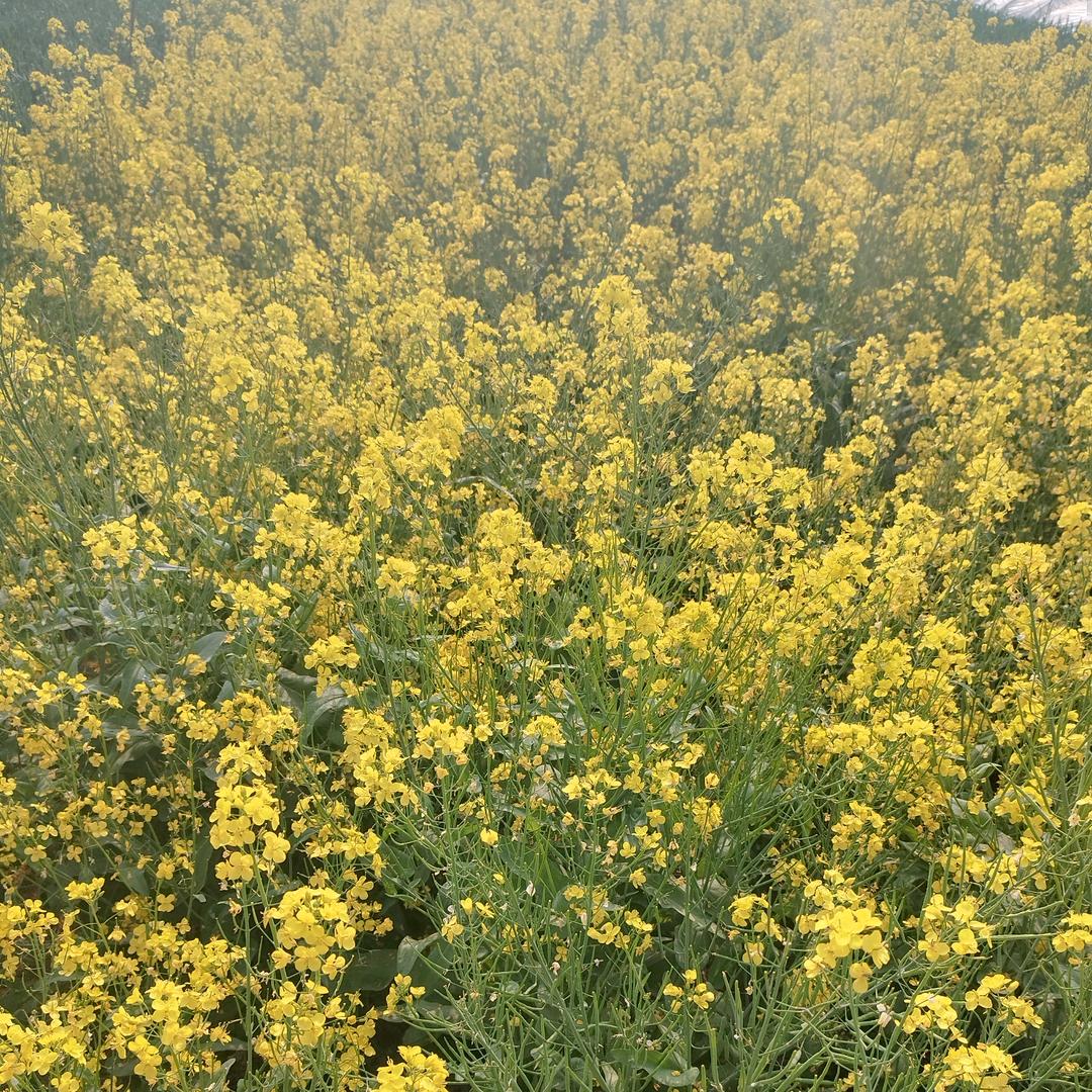 苹果树