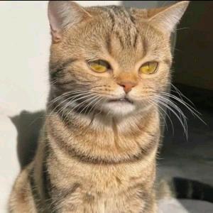 优雅的水晶男骸