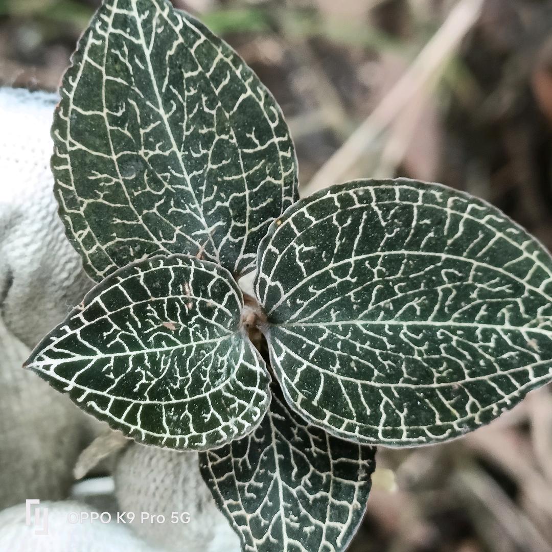 卢您徐愿百草药材