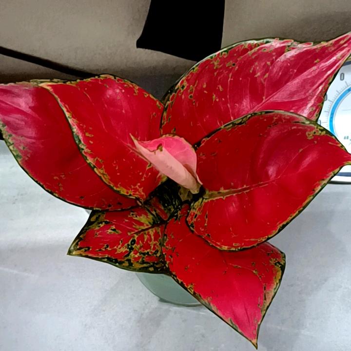 中秋