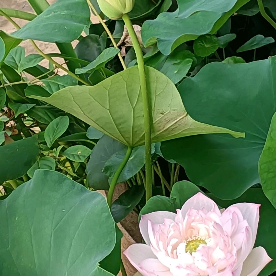 西霞