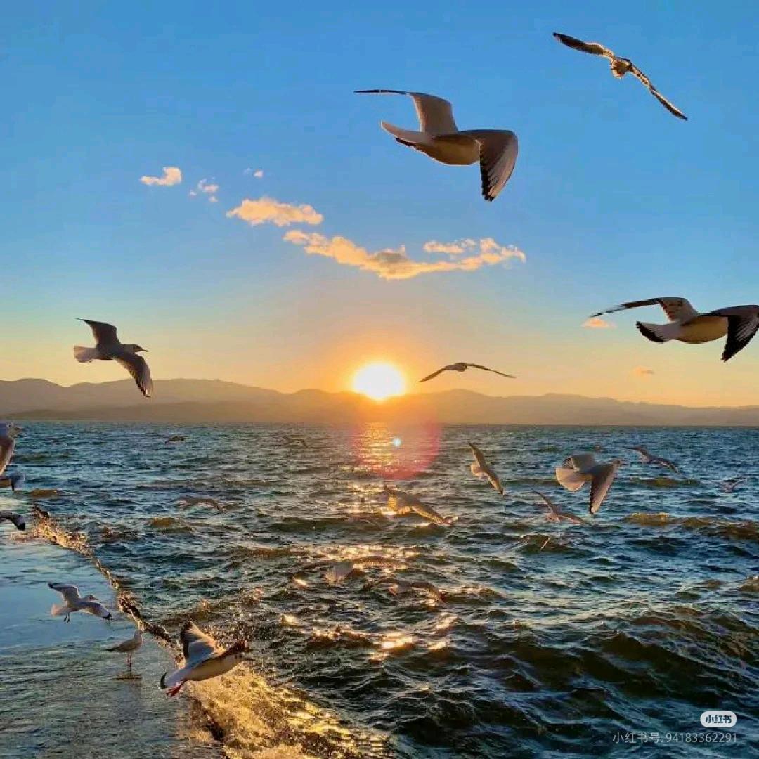 海鸥