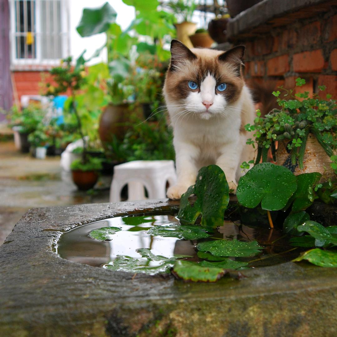 爱钓鱼的小花猫