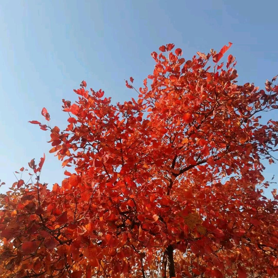 青华瓷
