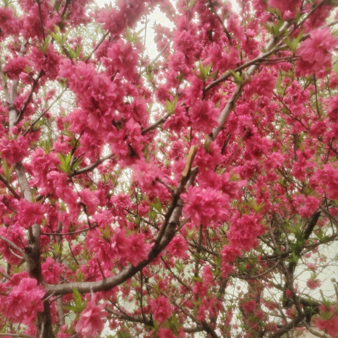 平平淡淡才是真