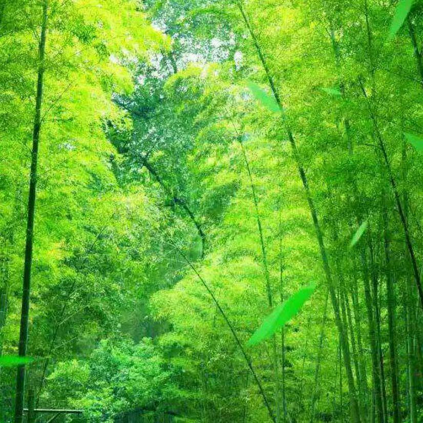 花若盛开，蝴蝶自来。