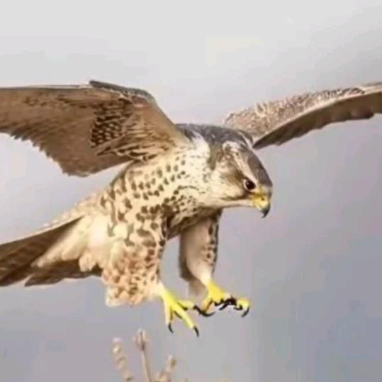 安多牧人