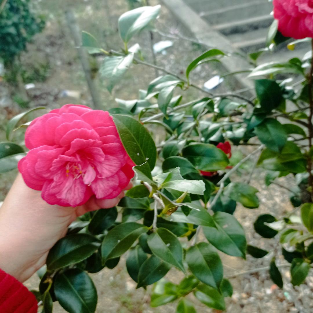 闹闹