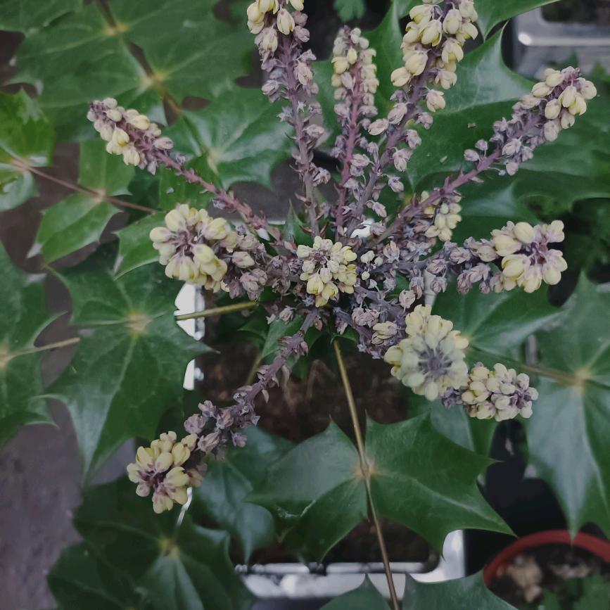 标准法码