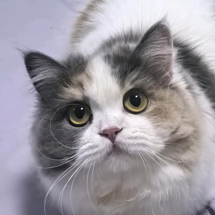 春秋