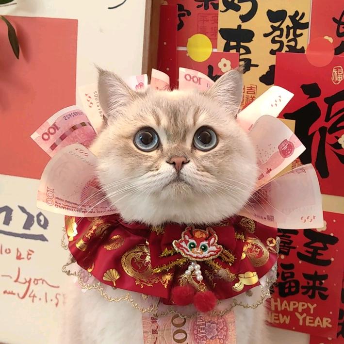 爱遛弯的旦旦🐱