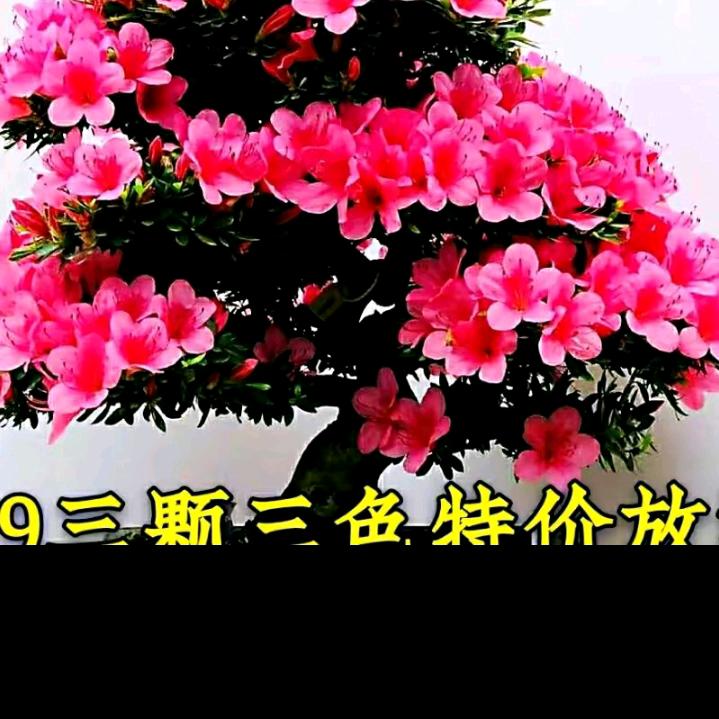 谁人又知我的心.