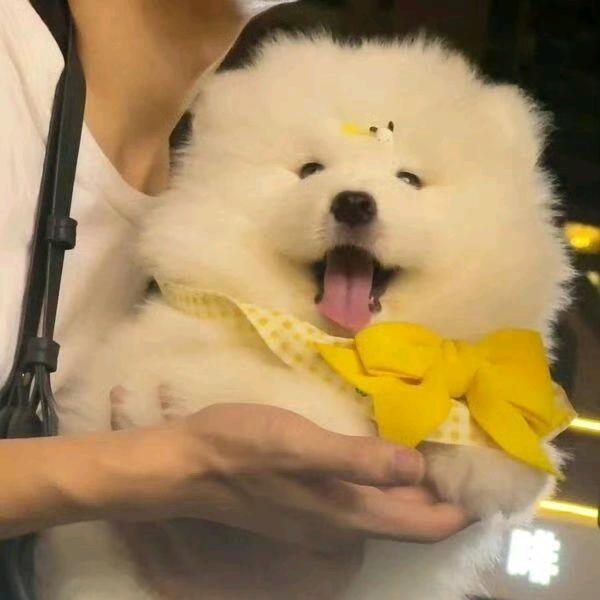 无聊的鳗鱼寿司