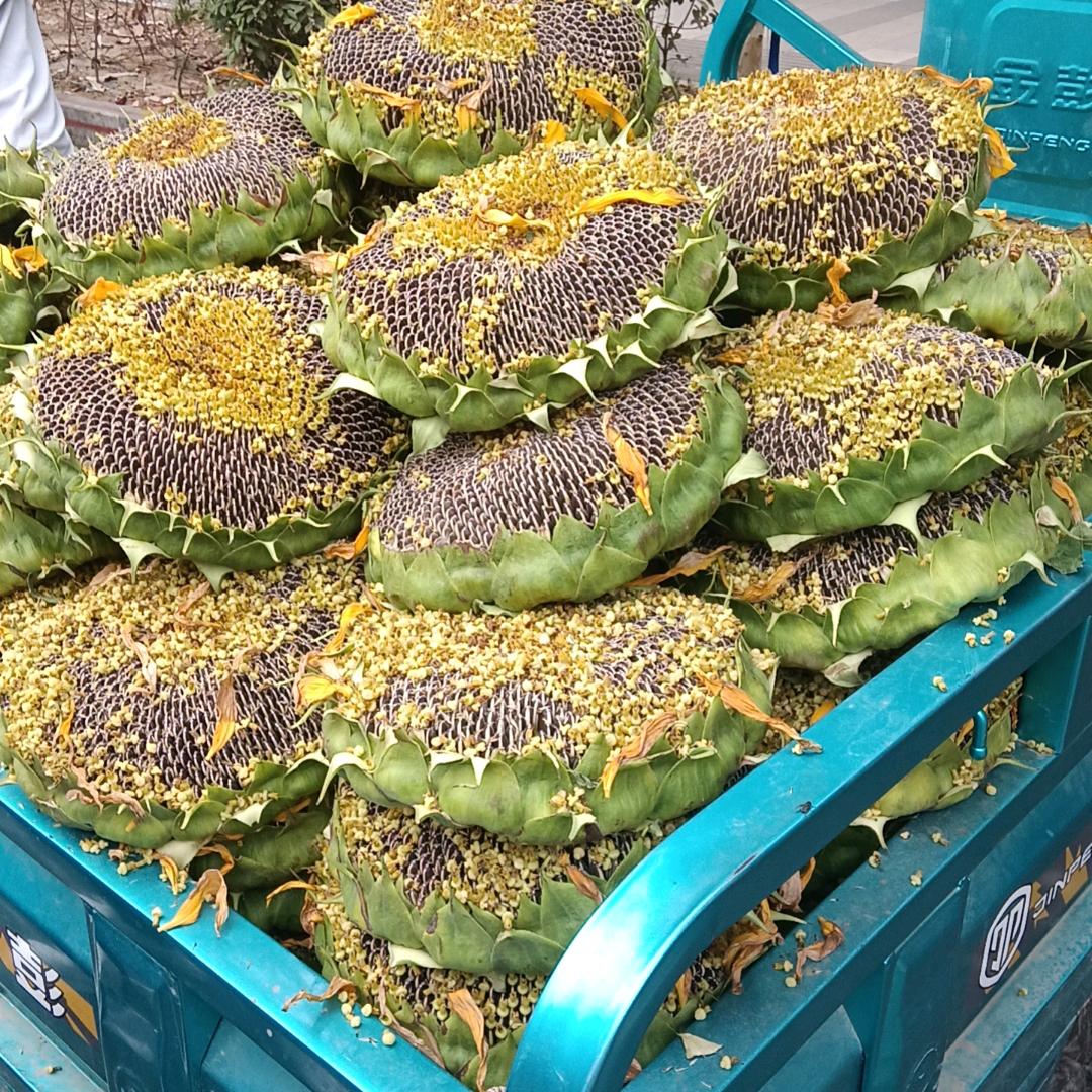 卍解：月牙冲天