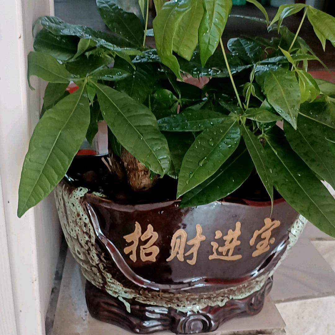 单飞燕子