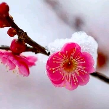 荒野茶师