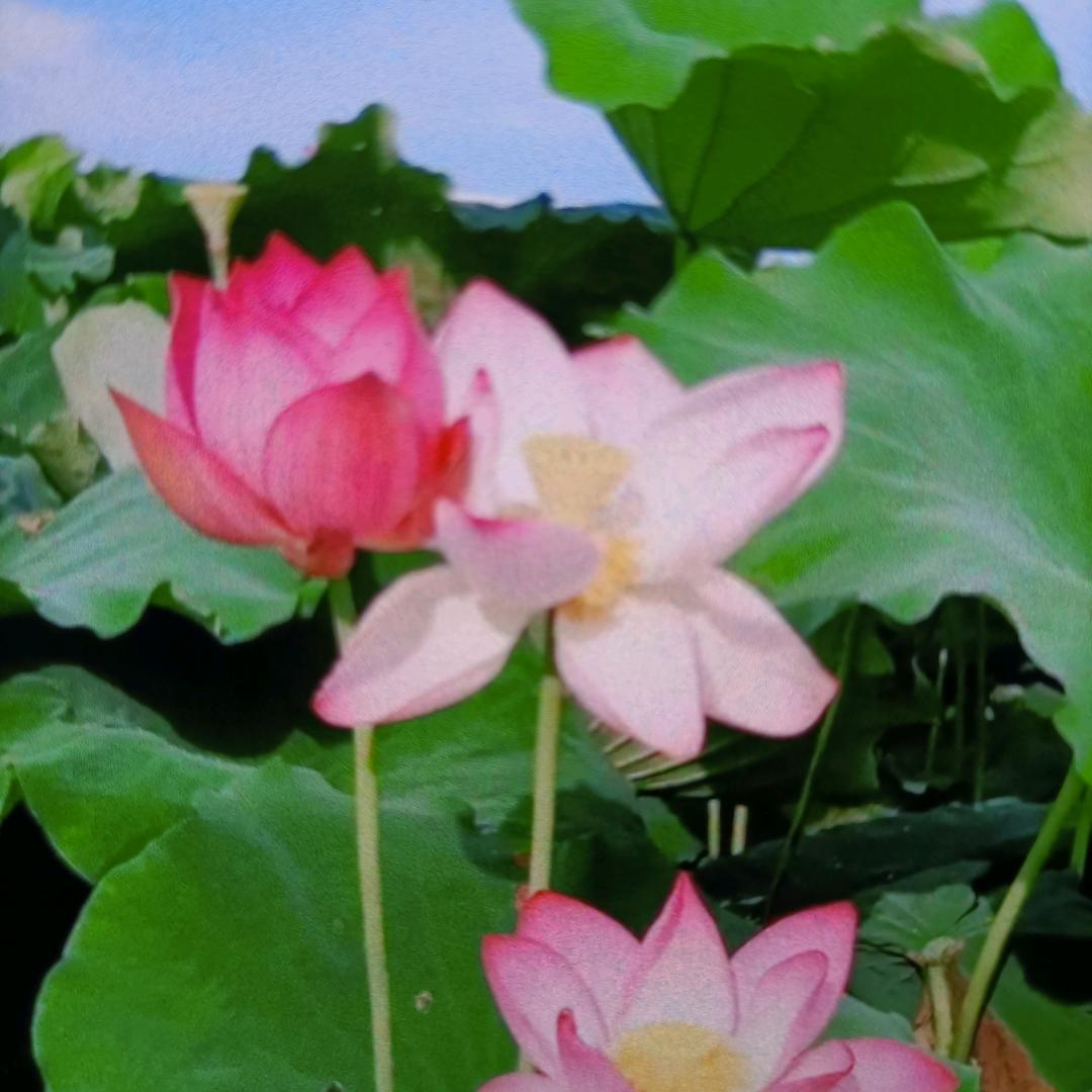 上海亮哥