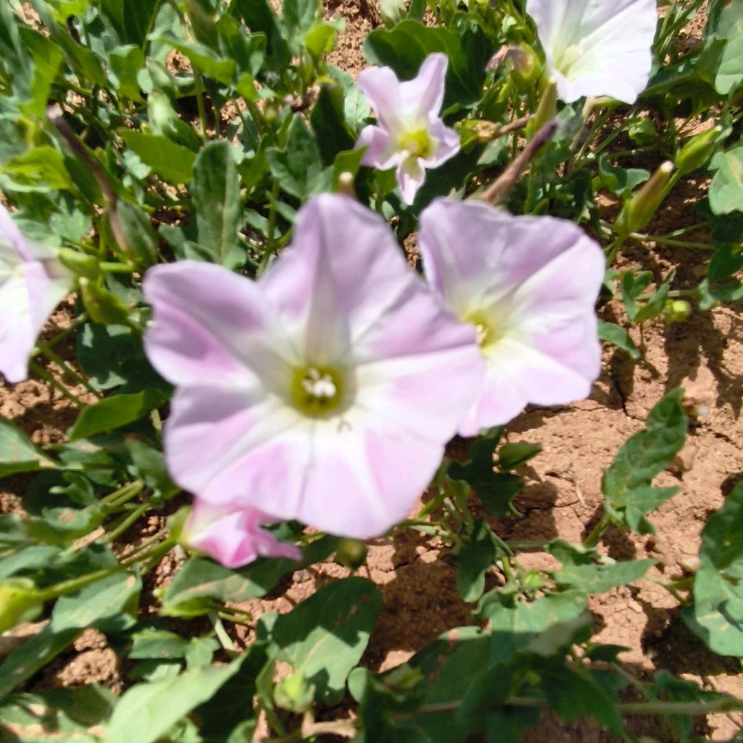 兔兔妈