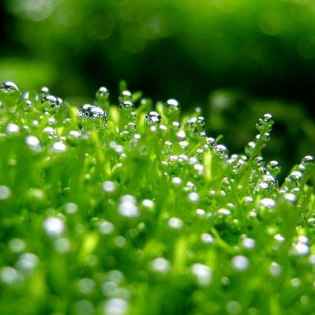 @青青河边草@