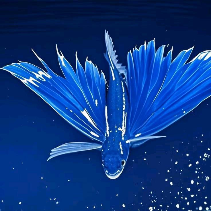 &海々洋&