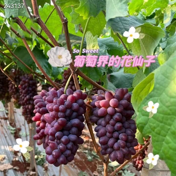 情伤善良人