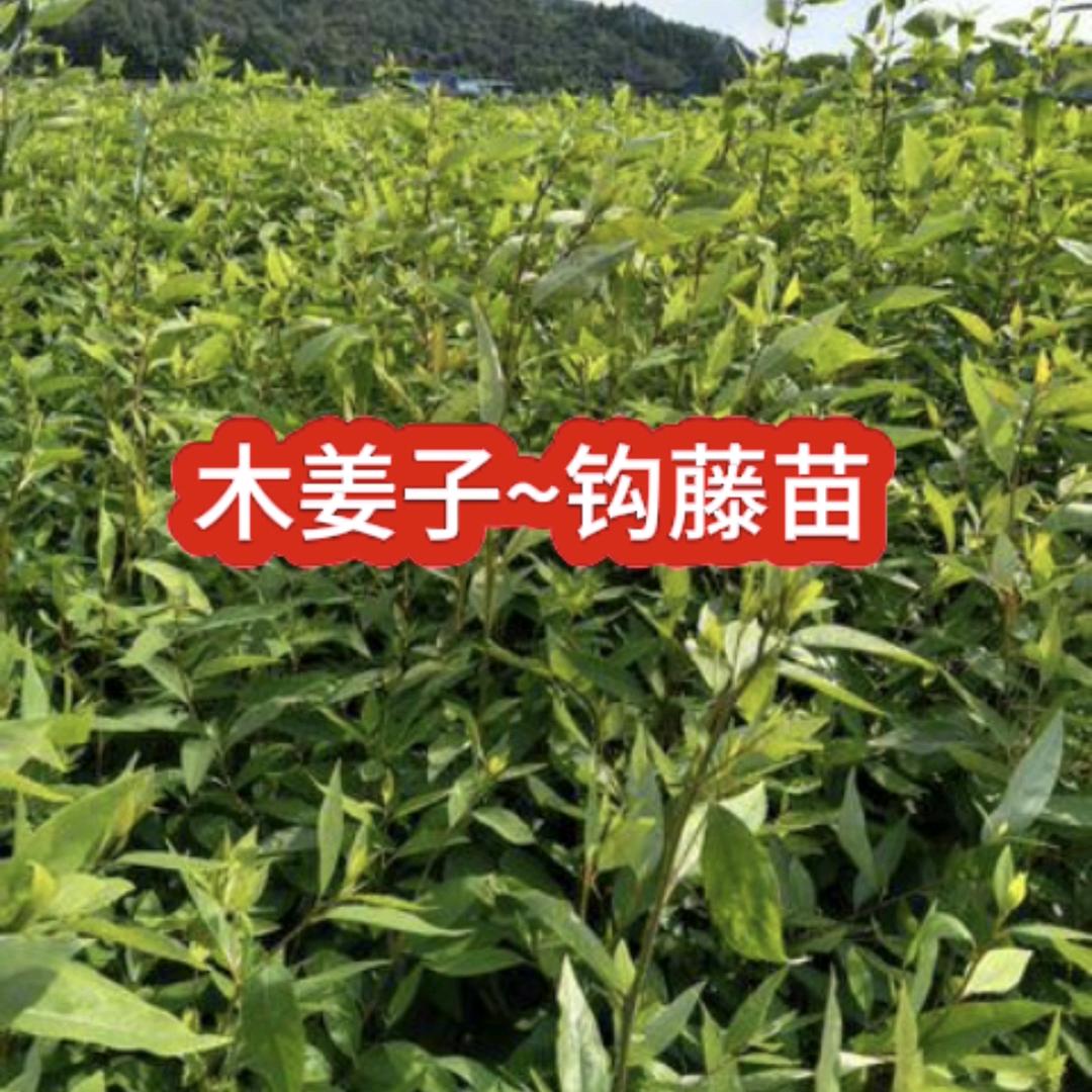钩藤苗~梓均