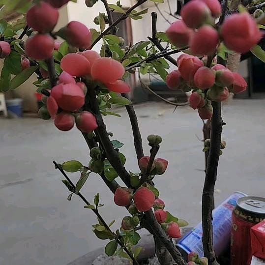 农村闵姐