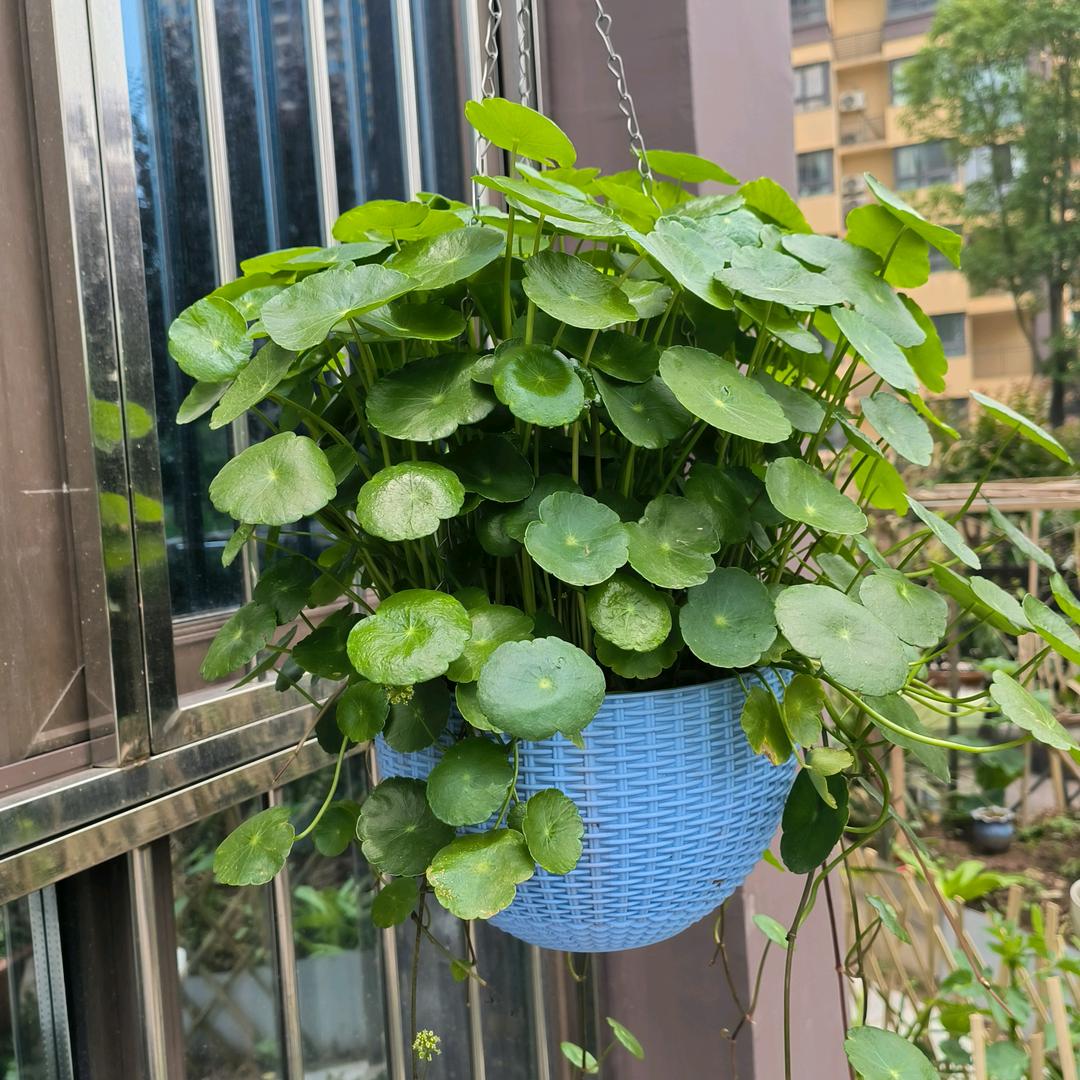 荷叶