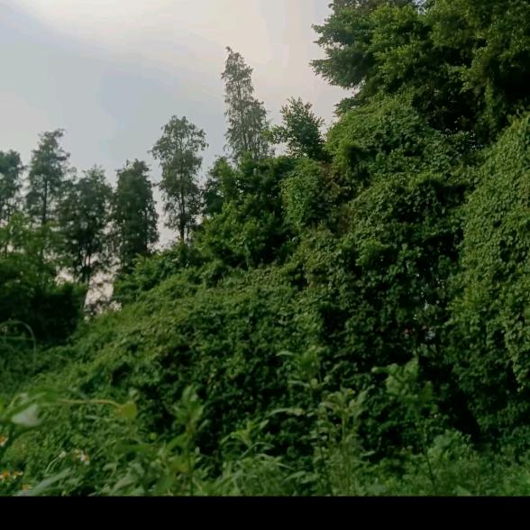 天诚铁艺(广虎公路店)栓羽31直播号