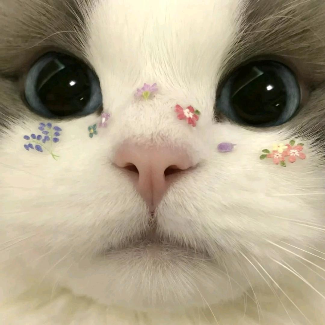 全场唯一真皇帝