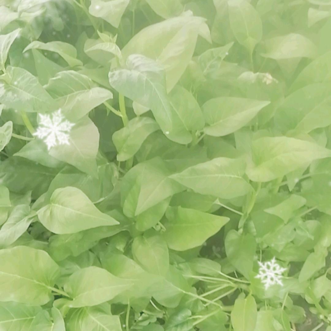 李家大小姐🌹🌹🌹🥀🥀