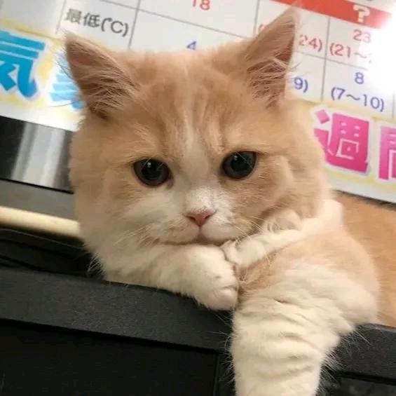 百事可爱