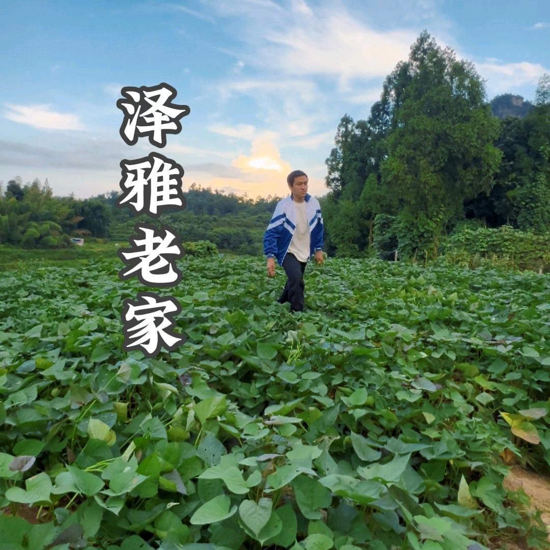 泽雅老家【杨爱青】