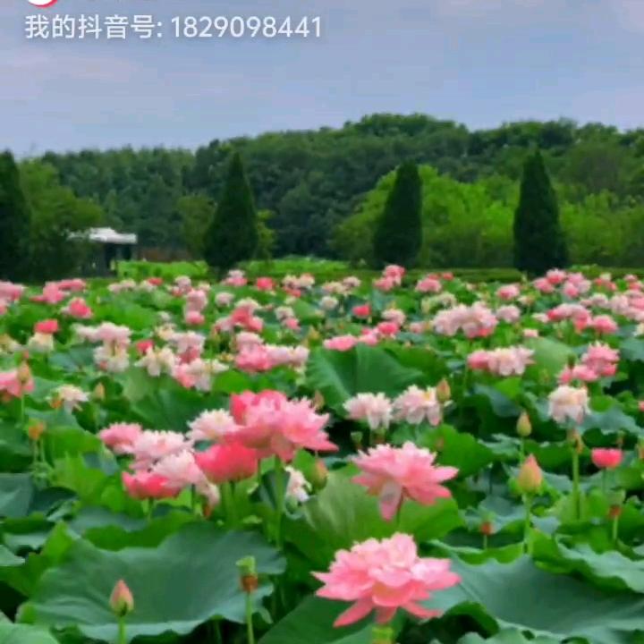 梅一