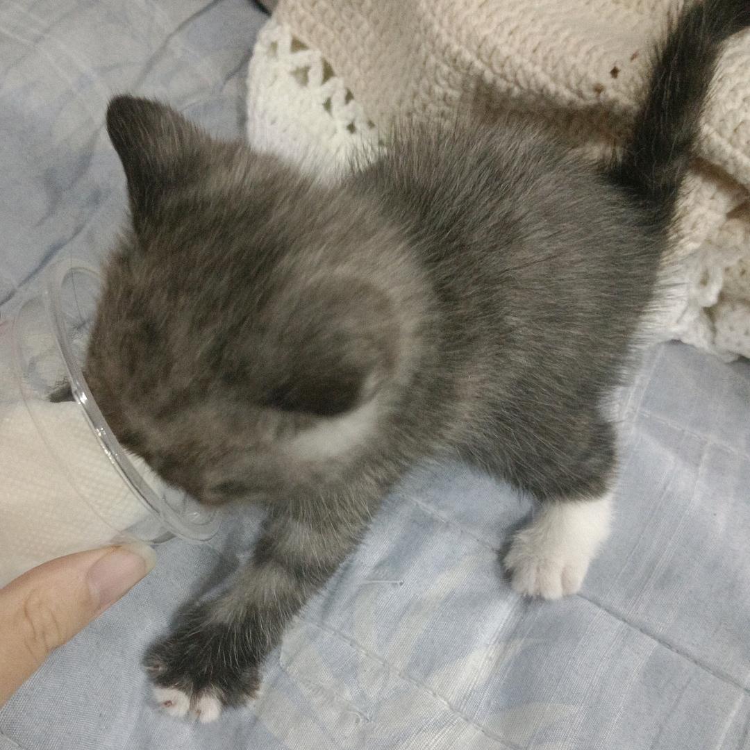 福袋里的元宝