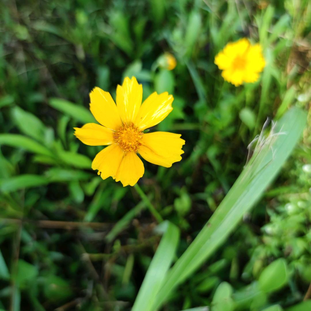 牛马只有驾驾驾