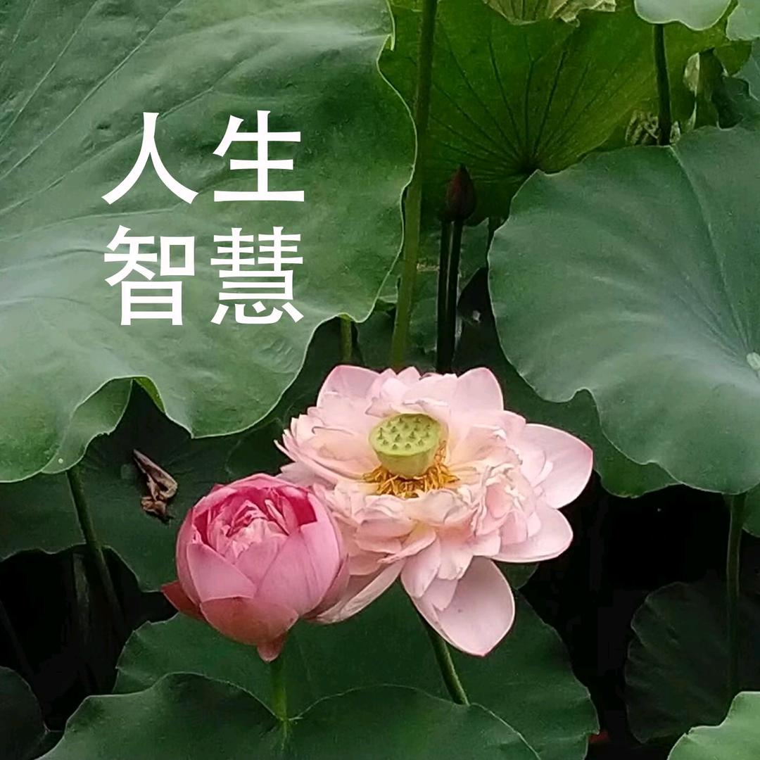 大川说人生智慧