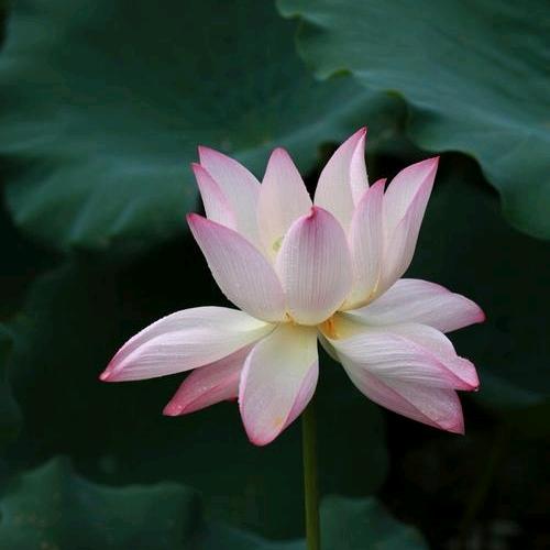 灵霄阁二