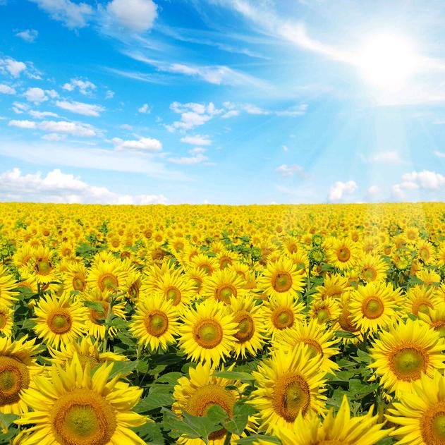 淘淘大叔的小店