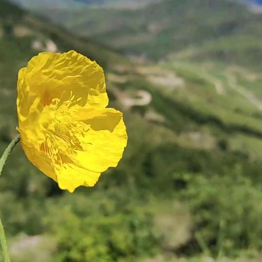 一朵小黄花，独处真好。