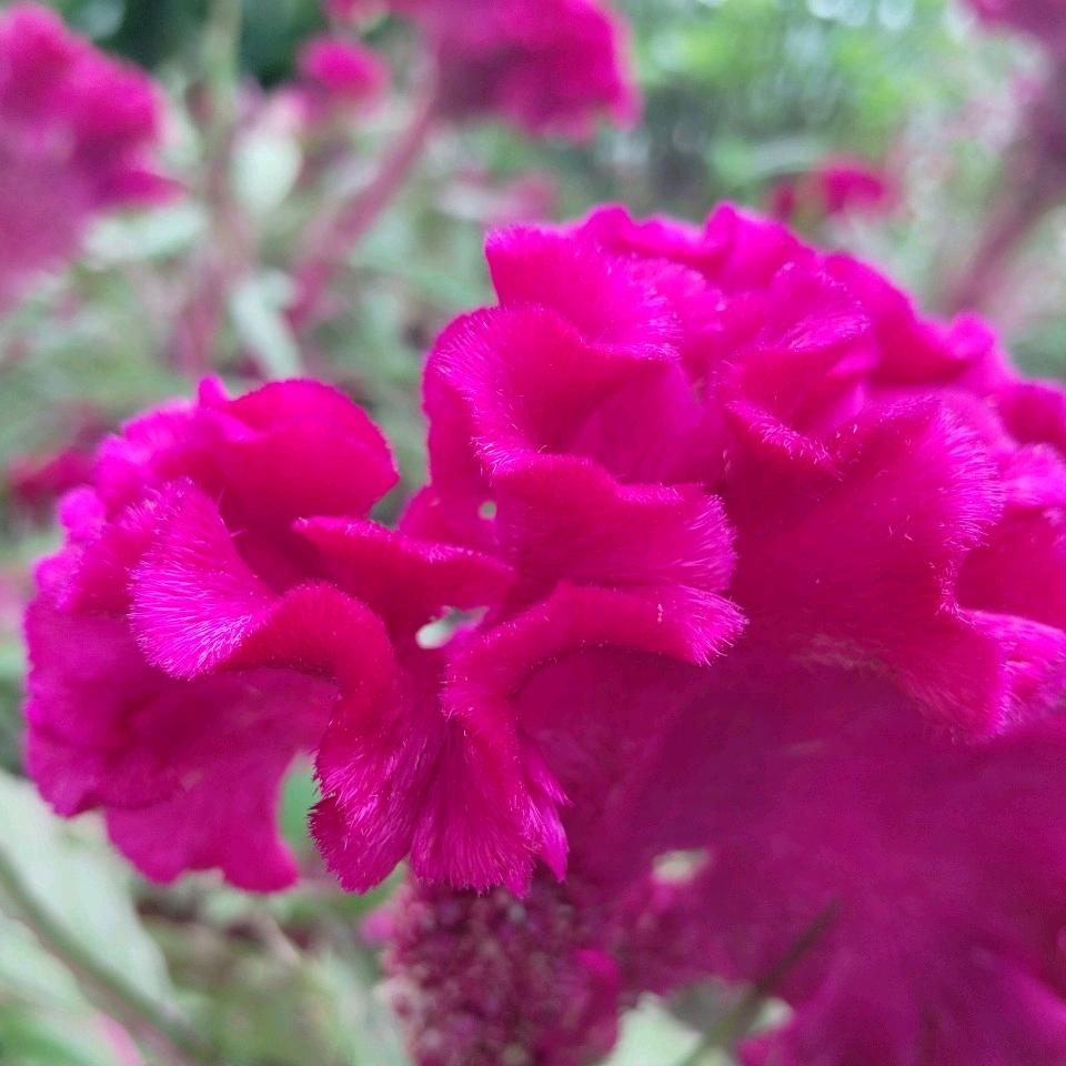 静听花开